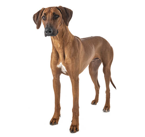 Large rhodesian dog breed outlet